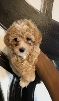 Lola, a female Poochon for sale in New Orleans, LA – 1 of 4
