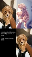 Lola, a female Poochon for sale in New Orleans, LA – 3 of 4