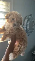 Lola, a female Poochon for sale in New Orleans, LA – 4 of 4