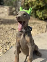 Fawn Female, a female Doberman Pinscher for sale in Monterey Park, CA – 2 of 5