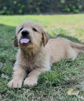 Golden Retriever Boy, a male Golden Retriever for sale in Los Angeles, CA – 3 of 10