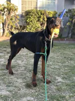 German Russian Doberman Puppy, a male Doberman Pinscher for sale in Monterey Park, CA – 7 of 10