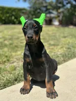 German Russian Doberman Puppy, a male Doberman Pinscher for sale in Monterey Park, CA – 3 of 10