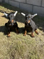 German Russian Doberman Puppy, a male Doberman Pinscher for sale in Monterey Park, CA – 2 of 10