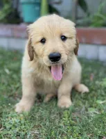 Golden Retriever Boy, a male Golden Retriever for sale in Los Angeles, CA – 2 of 10