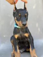 German Russian Doberman puppy, a male Doberman Pinscher for sale in Los Angeles, CA – 2 of 10