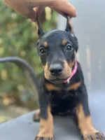 German Russian Doberman puppy, a male Doberman Pinscher for sale in Los Angeles, CA – 7 of 10