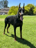 German Russian Doberman Puppy, a male Doberman Pinscher for sale in Monterey Park, CA – 8 of 10