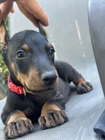 German Russian Doberman puppy, a male Doberman Pinscher for sale in Los Angeles, CA – 4 of 10