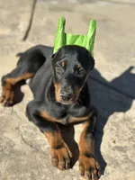 German Russian Doberman Puppy, a male Doberman Pinscher for sale in Monterey Park, CA – 5 of 10