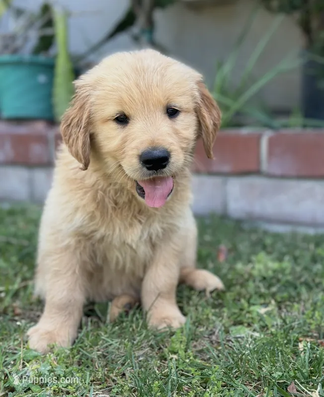 Golden Retriever Boy – Golden Retriever puppy for sale in Los Angeles, CA