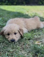 Golden Retriever Boy, a male Golden Retriever for sale in Los Angeles, CA – 6 of 10