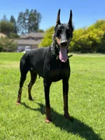 German Russian Doberman puppy, a male Doberman Pinscher for sale in Los Angeles, CA – 10 of 10