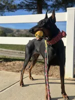German Russian Doberman Puppy, a male Doberman Pinscher for sale in Monterey Park, CA – 10 of 10