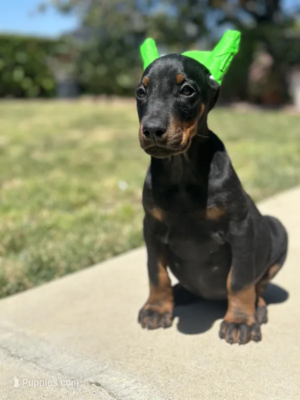 German Russian Doberman Puppy – Doberman Pinscher puppy for sale in Monterey Park, CA