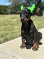 German Russian Doberman Puppy, a male Doberman Pinscher for sale in Monterey Park, CA – 1 of 10