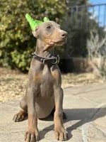 Fawn Female, a female Doberman Pinscher for sale in Monterey Park, CA – 3 of 5