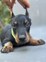 German Russian Doberman puppy, a male Doberman Pinscher for sale in Los Angeles, CA – 6 of 10