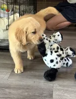 Golden Retriever Boy, a male Golden Retriever for sale in Los Angeles, CA – 5 of 10
