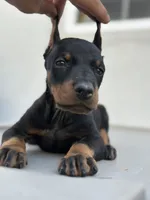 German Russian Doberman Puppy, a male Doberman Pinscher for sale in Monterey Park, CA – 4 of 10