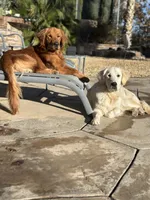 Golden Retriever Boy, a male Golden Retriever for sale in Los Angeles, CA – 10 of 10