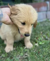 Golden Retriever Boy, a male Golden Retriever for sale in Los Angeles, CA – 4 of 10