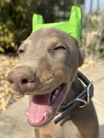 Fawn Female, a female Doberman Pinscher for sale in Monterey Park, CA – 5 of 5
