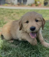Golden Retriever Boy, a male Golden Retriever for sale in Los Angeles, CA – 8 of 10
