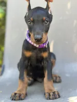German Russian Doberman puppy, a male Doberman Pinscher for sale in Los Angeles, CA – 5 of 10
