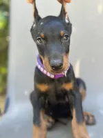 German Russian Doberman puppy, a male Doberman Pinscher for sale in Los Angeles, CA – 8 of 10
