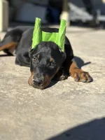 German Russian Doberman Puppy, a male Doberman Pinscher for sale in Monterey Park, CA – 6 of 10
