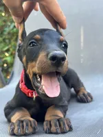 German Russian Doberman puppy, a male Doberman Pinscher for sale in Los Angeles, CA – 3 of 10