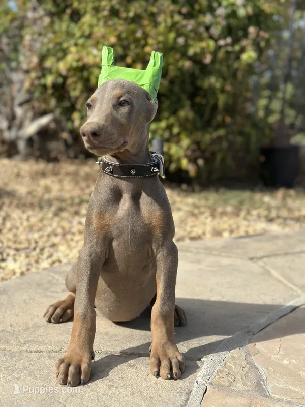 Fawn Female – Doberman Pinscher puppy for sale in Monterey Park, CA