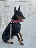 German Russian Doberman puppy, a male Doberman Pinscher for sale in Los Angeles, CA – 9 of 10