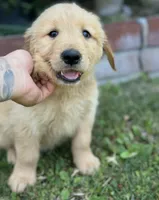 Golden Retriever Boy, a male Golden Retriever for sale in Los Angeles, CA – 7 of 10