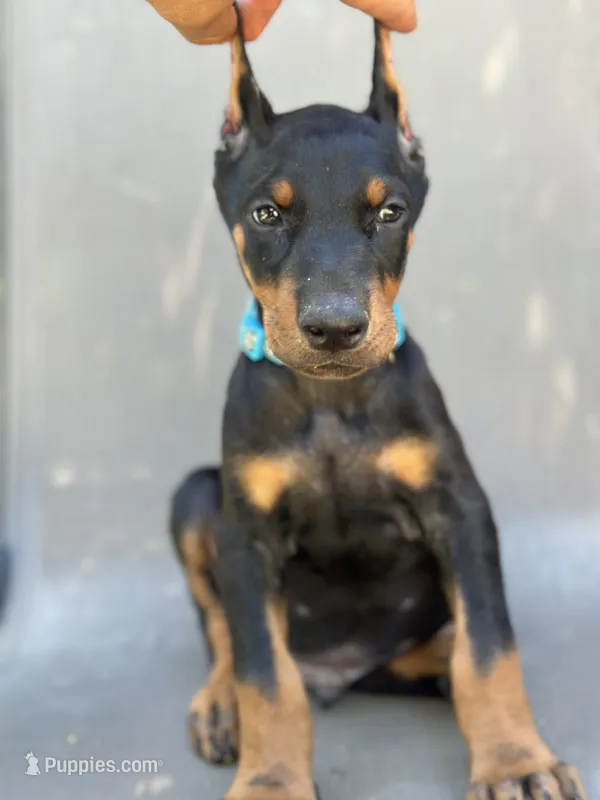 German Russian Doberman puppy – Doberman Pinscher puppy for sale in Los Angeles, CA