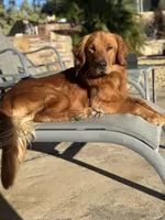Golden Retriever Boy, a male Golden Retriever for sale in Los Angeles, CA – 9 of 10