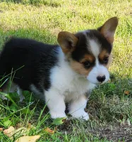 Mya, a female Pembroke Welsh Corgi for sale in Mount Pleasant, IA – 4 of 4