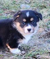 T-Bone, a male Pembroke Welsh Corgi for sale in Mount Pleasant, IA – Photo 9 of 9