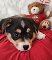T-Bone, a male Pembroke Welsh Corgi for sale in Mount Pleasant, IA – Photo 4 of 9