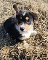 T-Bone, a male Pembroke Welsh Corgi for sale in Mount Pleasant, IA – Photo 2 of 9