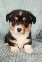 T-Bone, a male Pembroke Welsh Corgi for sale in Mount Pleasant, IA – Photo 7 of 9