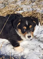 T-Bone, a male Pembroke Welsh Corgi for sale in Mount Pleasant, IA – Photo 6 of 9