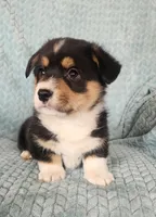 T-Bone, a male Pembroke Welsh Corgi for sale in Mount Pleasant, IA – Photo 8 of 9