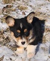 T-Bone, a male Pembroke Welsh Corgi for sale in Mount Pleasant, IA – Photo 5 of 9