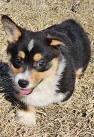 T-Bone, a male Pembroke Welsh Corgi for sale in Mount Pleasant, IA – Photo 1 of 9