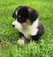 Ricki, a male Pembroke Welsh Corgi for sale in Mount Pleasant, IA – 1 of 4
