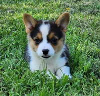 Sunny , a female Pembroke Welsh Corgi for sale in Mount Pleasant, IA – 6 of 6