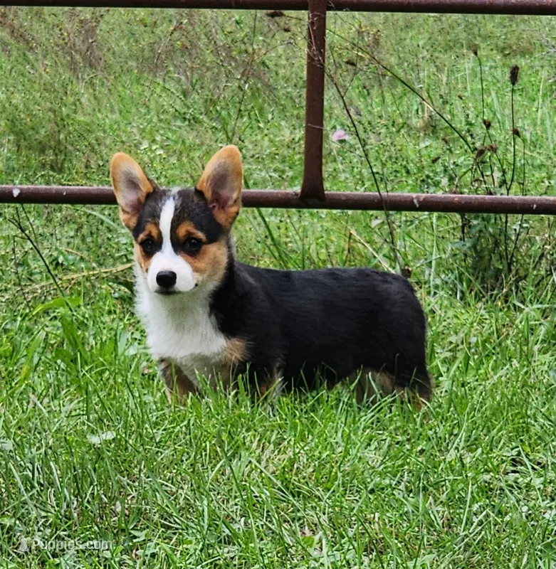 Chris – Pembroke Welsh Corgi puppy for sale in Mount Pleasant, IA