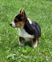 Chris, a male Pembroke Welsh Corgi for sale in Mount Pleasant, IA – 3 of 9